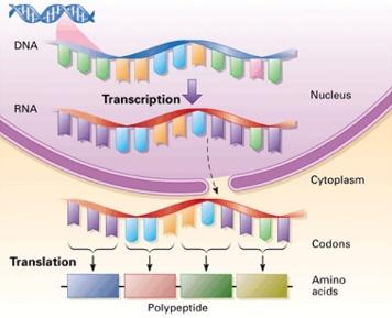 3 DNA Replication Describe the process of DNA replication Transcription and Translation: From DNA to Protein 3.