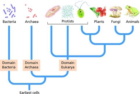 Domains of Life 4.11 Differentiating Between the Three Domains of Life Compare the characteristics of the domains of life: 1. Archaea 2. Bacteria 3.