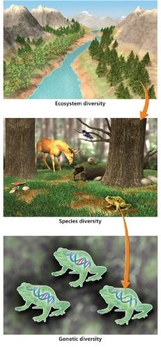 Conservation of Biodiversity 8.1 Biodiversity Define the concept of biodiversity in terms of ecosystem, species, and genetic diversity 8.