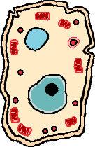Problems With The Primordial Soup 7. The Cell Membrane. Phospholipids can combine spontaneously to form membranes.