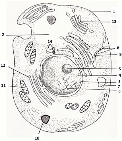 Organelles Found in a Generalized Animal Cell 1. Cell Membrane 2.