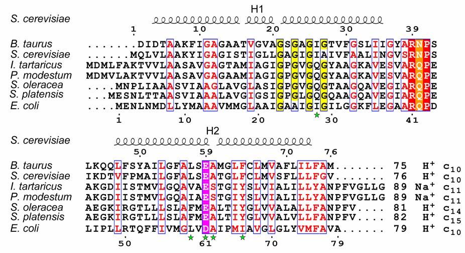Fig S3. Protein sequence alignment of c-subunits (B. taurus, S. cerevisiae, I. tartaricus, P. modestum, S. oleracea, S. platensis and E. coli).