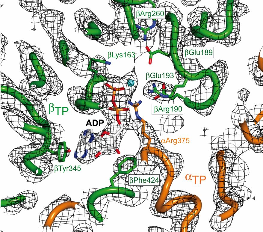 Fig S4. The 2F o -F c electron density map contoured 1.3 σ of yf 1 c 10 :ADP around the β TP catalytic site.