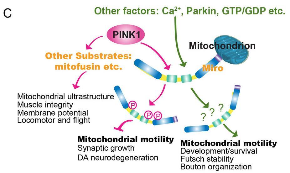 Mitochondrial motility controlled by