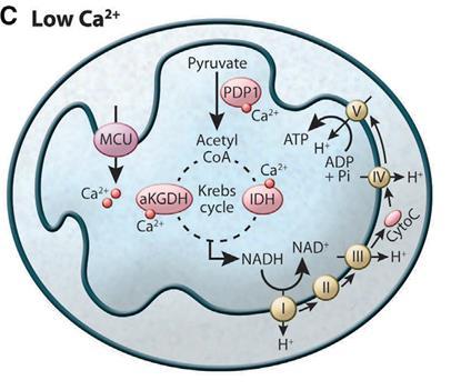 Metabolic readouts of mitochondrial Calcium Low Ca 2+ [mito] indicators :