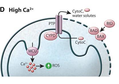 mitochondria-mediated cell death including mito-ros, cleaved Caspase-3, cytochrome c