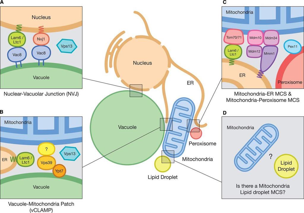 Fast, Present and Future Research Trends in mitochondria Mitochondrial Dysfunction Mitochondrial