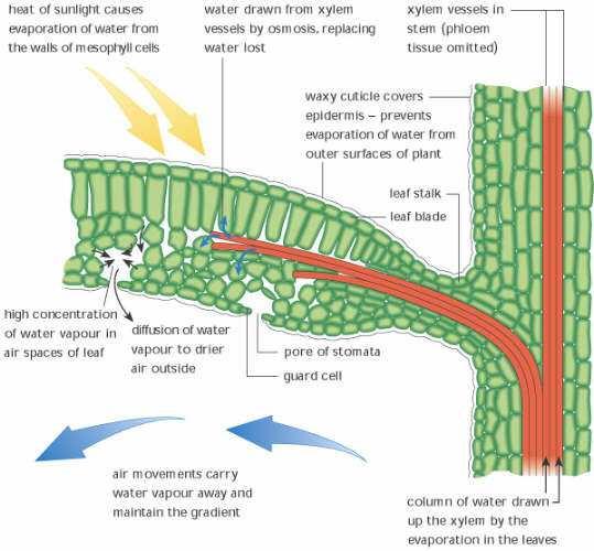 each other up the plant» Direct connections exist from root hairs to leaves Sugar + Oxygen Energy + Water + Carbon Dioxide Reverse of photosynthesis