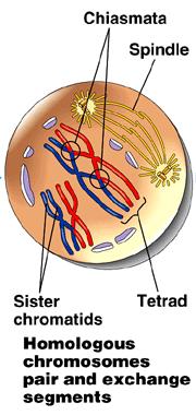 In prophase I, the chromosomes condense and homologous chromosomes pair up to form tetrads. This does NOT happen in mitosis.