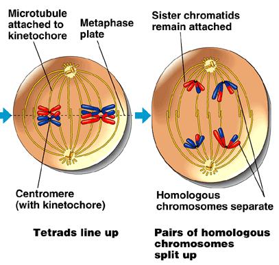 At metaphase I, the tetrads are all arranged at the metaphase plate. How is this NOT like mitosis?