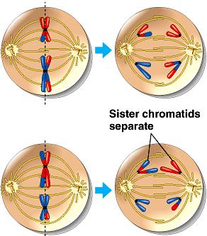 At metaphase II, the double stranded chromosomes are arranged in single file at the metaphase plate.