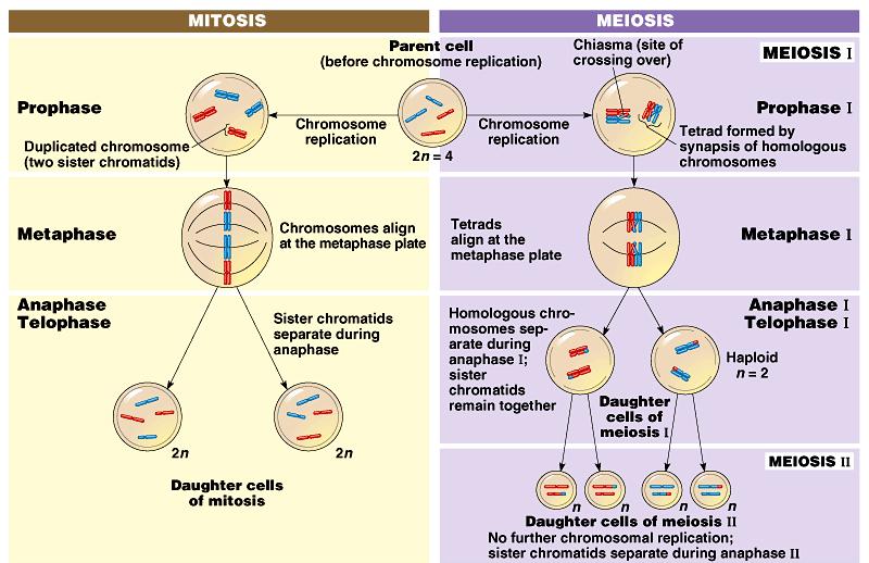 Mitosis produces two identical daughter cells, but