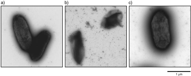 Figure 1. Electronmicroscopic demonstration of the mechanical damage to E. coli ATCC 8739 cells.