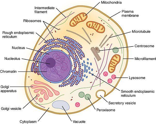 Cell Theory, Endosymbiotic Theory, and Characteristics of Life 12. What are the three tenets of the cell theory?