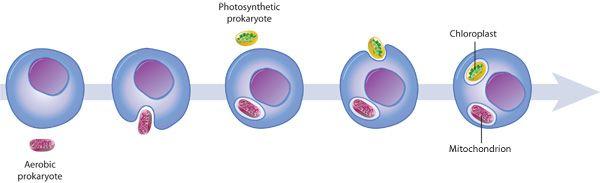 14. Describe what is shown in the figure: A small aerobic prokaryote (mitochondrion) forms a symbiotic relationship with a large prokaryote and is engulfed by the large prokaryote by endocytosis.