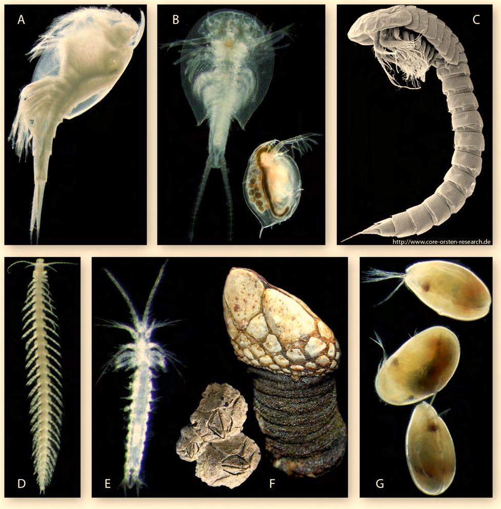 1. Introduction Molecular insights to crustacean phylogeny Figure 1.1: Representatives of six major crustacean classes.