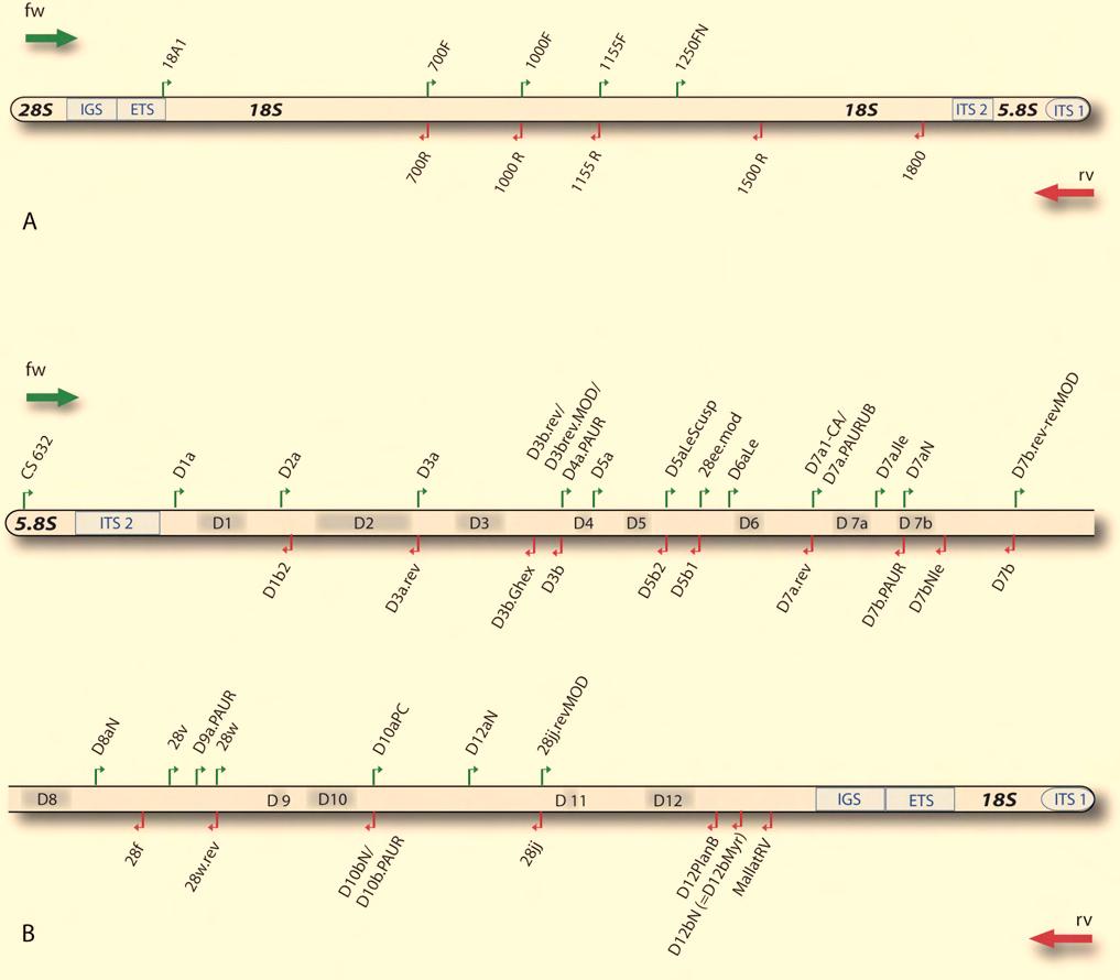 Molecular insights to crustacean phylogeny 9.Supplement Figure S1 Primer card. Used primers and their positions for the 18S (A) and the 28S rrna genes are shown.