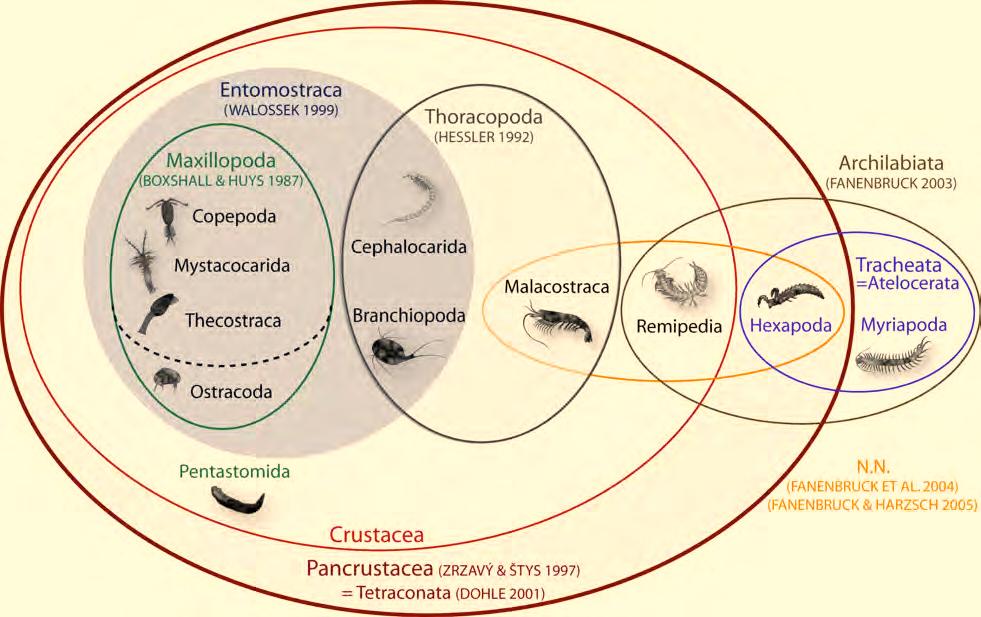 1. Introduction Molecular insights to crustacean phylogeny Figure 1.2: Conflicting hypotheses of crustacean phylogeny. The Van-Venn diagram shows the unclear internal relationships of the Crustacea.