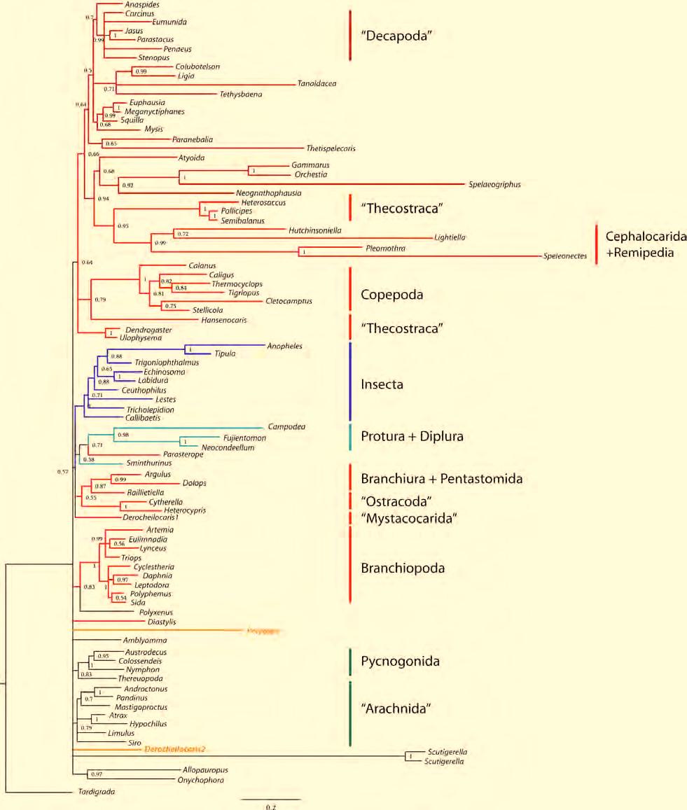Molecular insights to crustacean phylogeny 9. Supplement 3. RESULTS Figure S2 Resulting topology of final run 1.