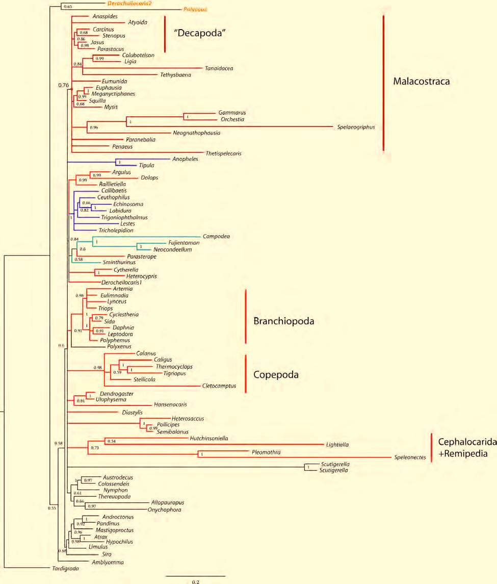 9. Supplement Molecular insights to crustacean phylogeny Figure S3 Resulting topology of final run 3.