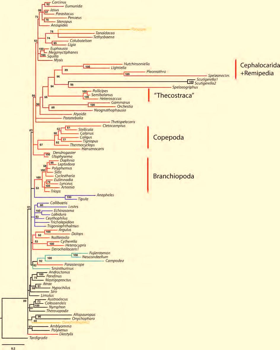 Molecular insights to crustacean phylogeny 9. Supplement Figure S4 Resulting topology of final run 4.