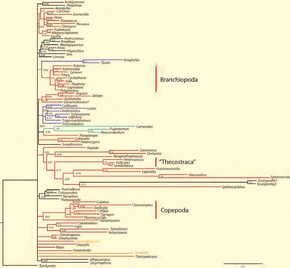 9. Supplement Molecular insights to crustacean phylogeny Figure S5 Resulting topology of final run 5.
