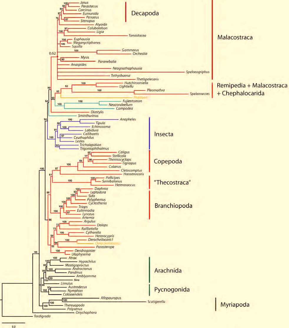 Molecular insights to crustacean phylogeny 9. Supplement Figure S6 Resulting topology of final run 6.