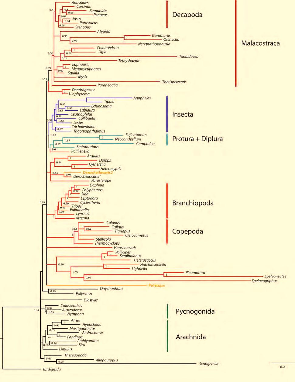 9. Supplement Molecular insights to crustacean phylogeny Figure S7 Resulting topology of final run 8.