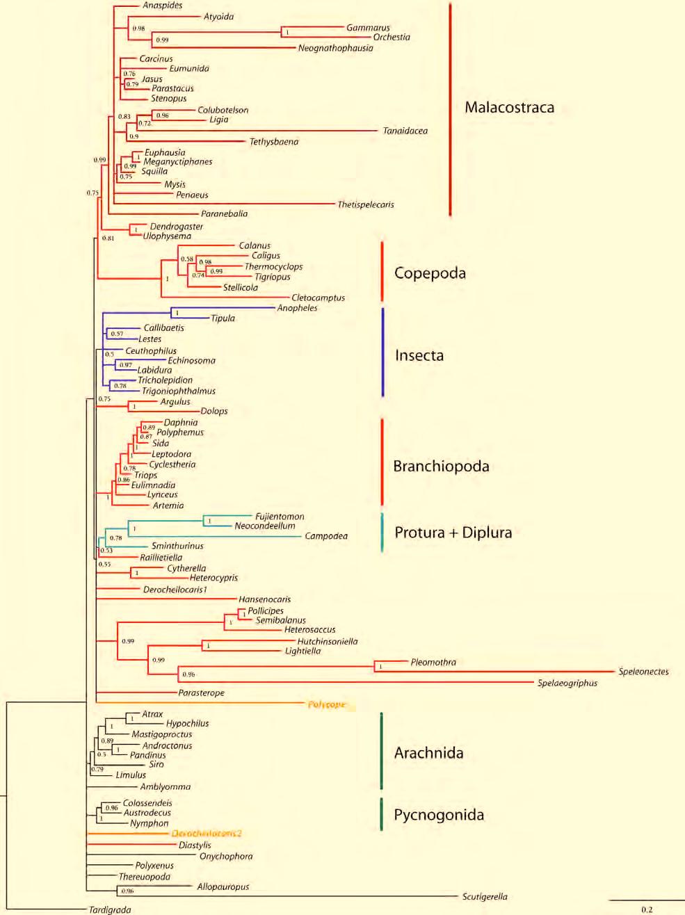Molecular insights to crustacean phylogeny 9. Supplement Figure S8 Resulting topology of final run 9.