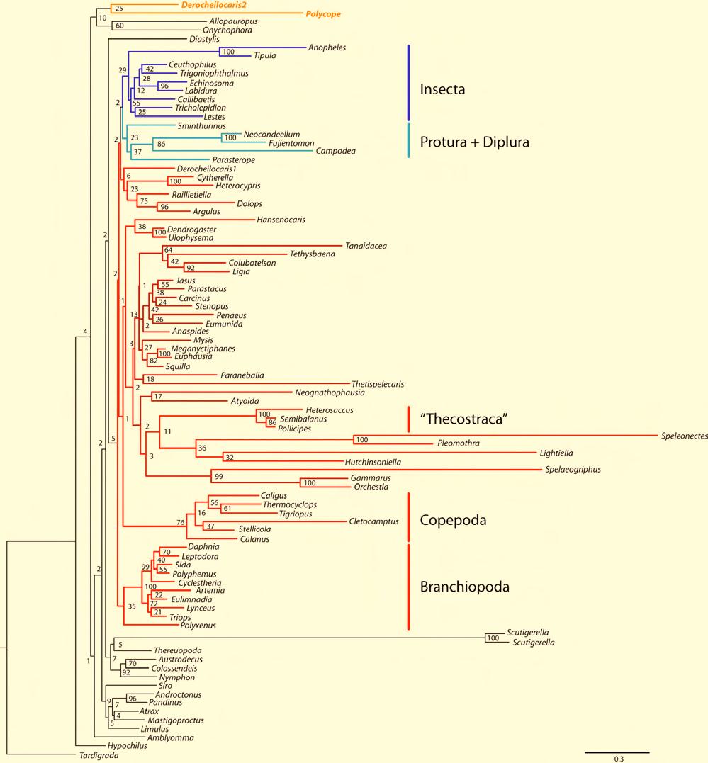 9. Supplement Molecular insights to crustacean phylogeny Figure S9 Resulting topology