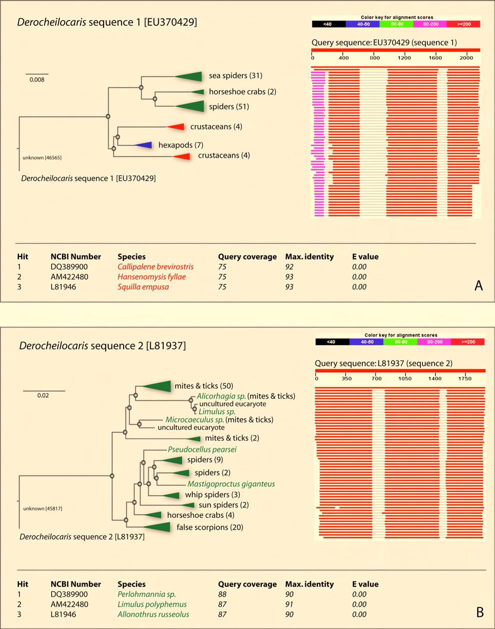 Molecular insights to crustacean phylogeny 9. Supplement Figure S10 MEGABLAST result of the two mystacocarid sequences.