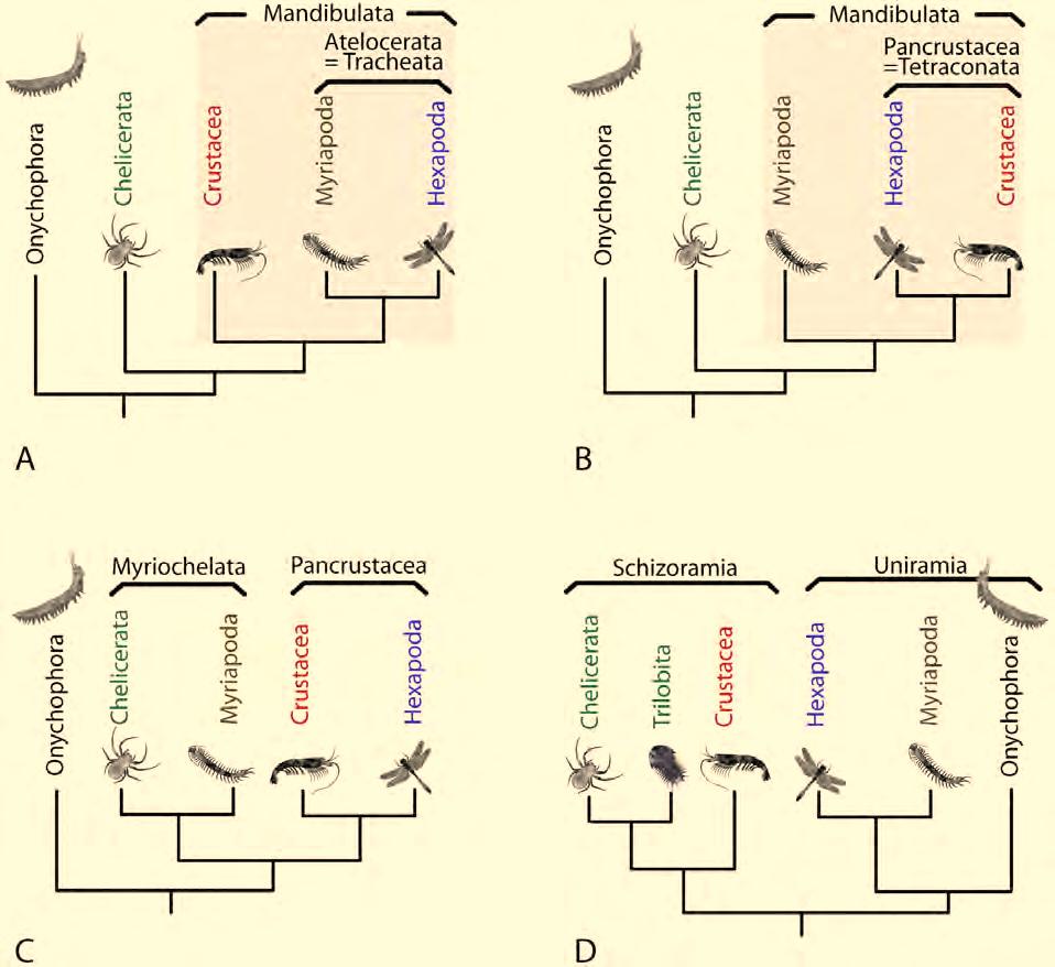 1. Introduction Molecular insights to crustacean phylogeny significantly change the relationships of the major arthropod taxa (alternatively supporting Atelocerata or Pancrustacea) based on