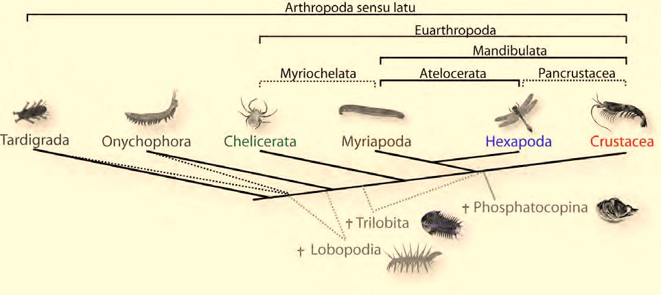 1. Introduction Molecular insights to crustacean phylogeny AL. 2004; BOURLAT ET AL. 2008; REGIER ET AL. 2005, 2008; TIMMERMANS ET AL. 2008; BUDD & TELFORD 2009). Figure 1.
