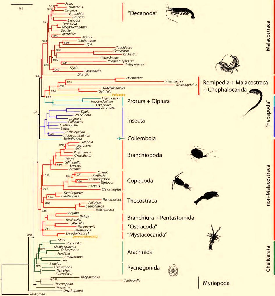 Molecular insights to crustacean phylogeny 3. Results Cephalocarida + Remipedia clade. A clade Maxillopoda is not supported and neither a monophyletic clade Malacostraca.