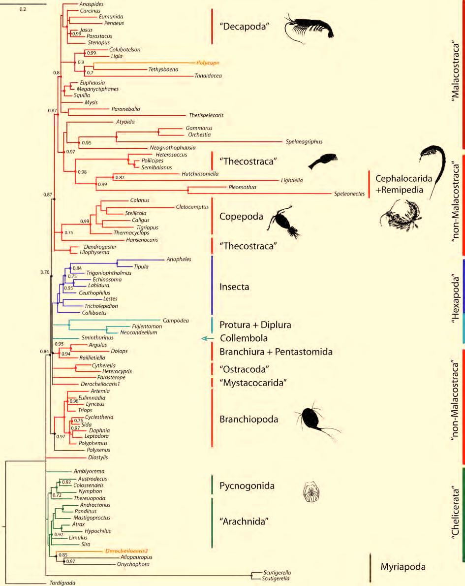 3. Results Molecular insights to crustacean phylogeny Figure 3.