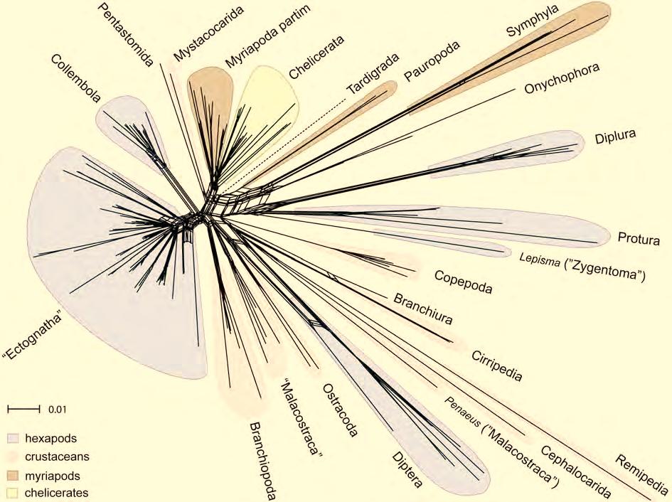 3. Results Molecular insights to crustacean phylogeny 3.