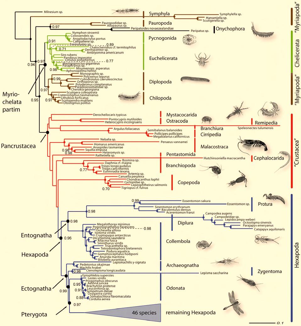 3. Results Molecular insights to crustacean phylogeny Figure 3.8: Time-heterogeneous consensus tree of the 18S and 28S dataset optimized considering secondary structure information.