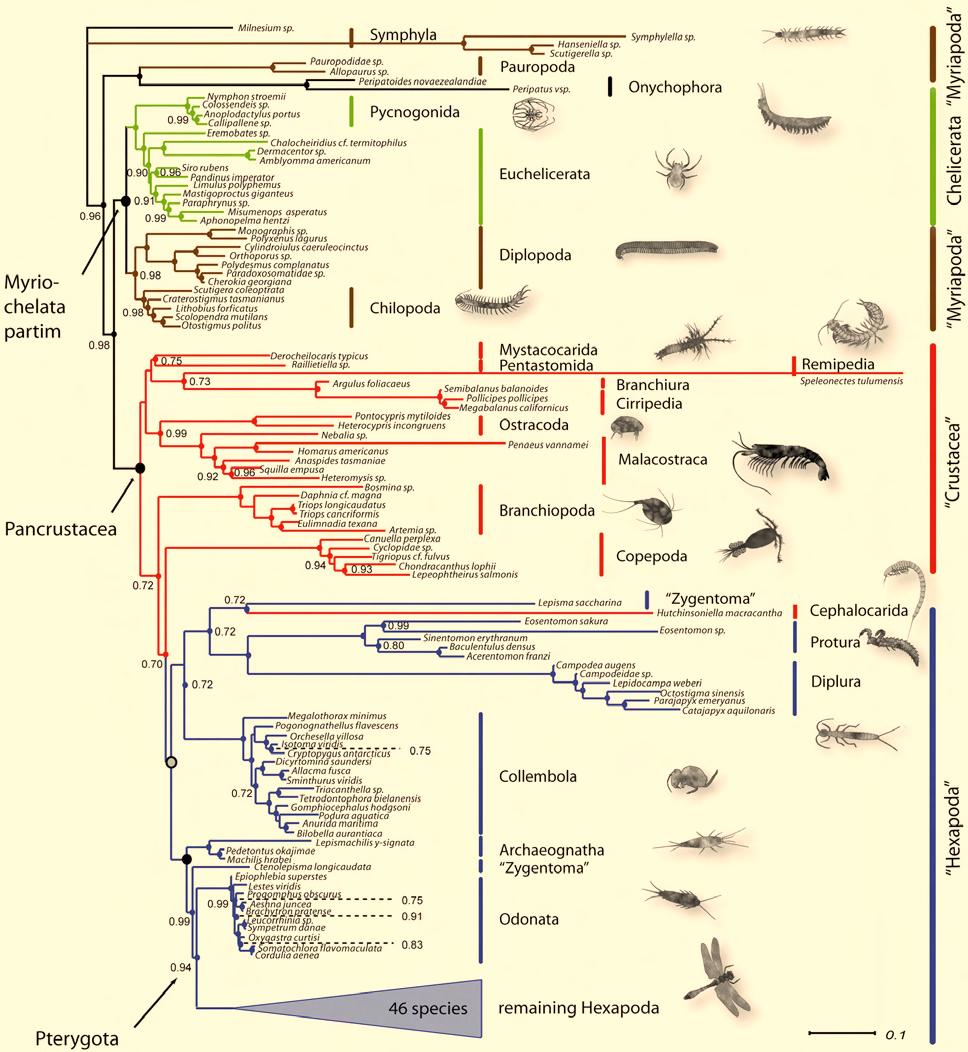 Molecular insights to crustacean phylogeny 3. Results Fig 3.9: Time-homogeneous consensus tree of the 18S and 28S dataset optimized considering secondary structure information.