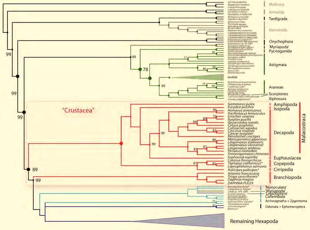 Molecular insights to crustacean phylogeny 3. Results 3.