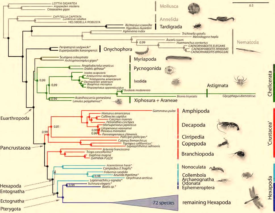 3. Results Molecular insights to crustacean phylogeny onychophorans: black; myriapods: brown; chelicerates: green; crustaceans: red; basal hexapods: light blue; pterygote insects: dark blue.