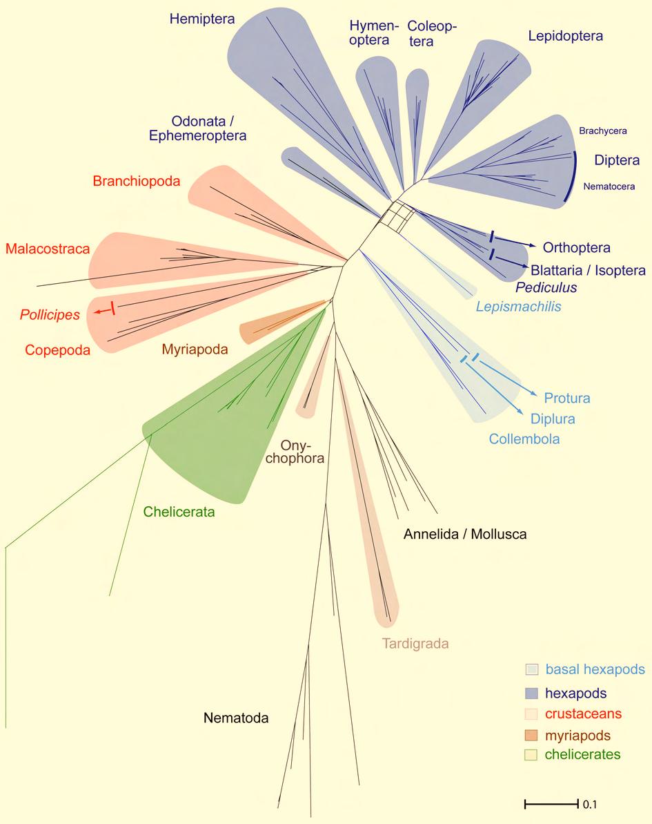 3. Results Molecular insights to crustacean phylogeny Figure 3.13: Consensus network of all PHYLOBAYES trees.