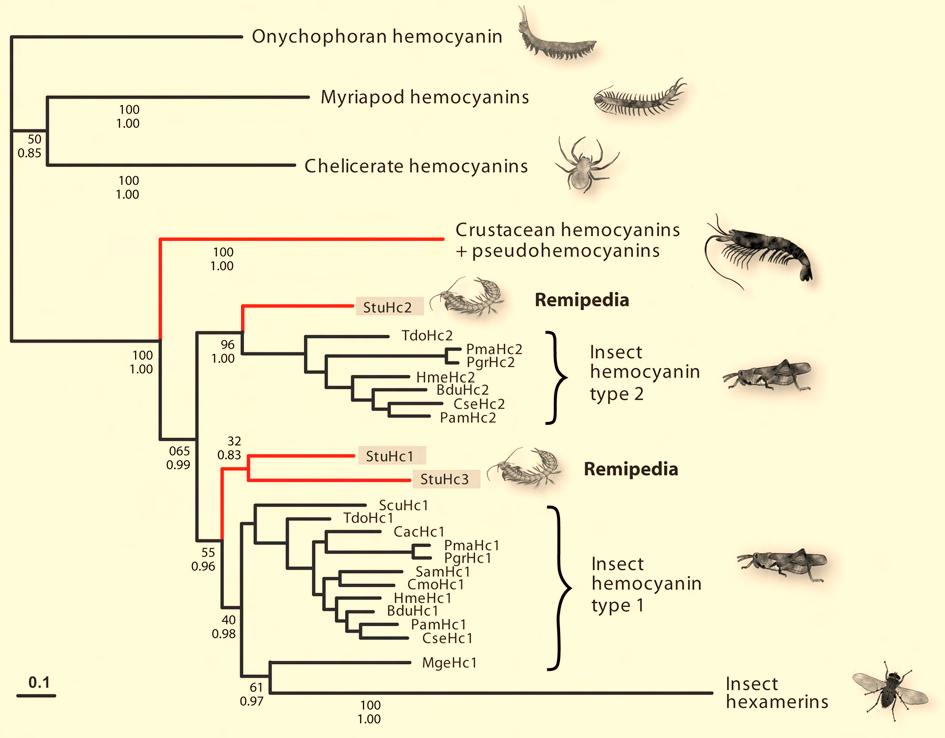 3. Results Molecular insights to crustacean phylogeny Figure 3.14: Simplified Bayesian phylogenetic tree of arthropod hemocyanins and hexamerins.