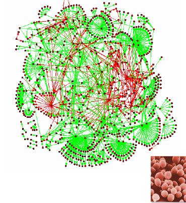 Yeast Gene regulatory network 1276 regulatory interactions among 682 proteins Analysis Network