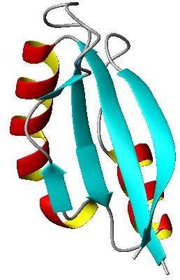 subunits Proteins fold to create a their own