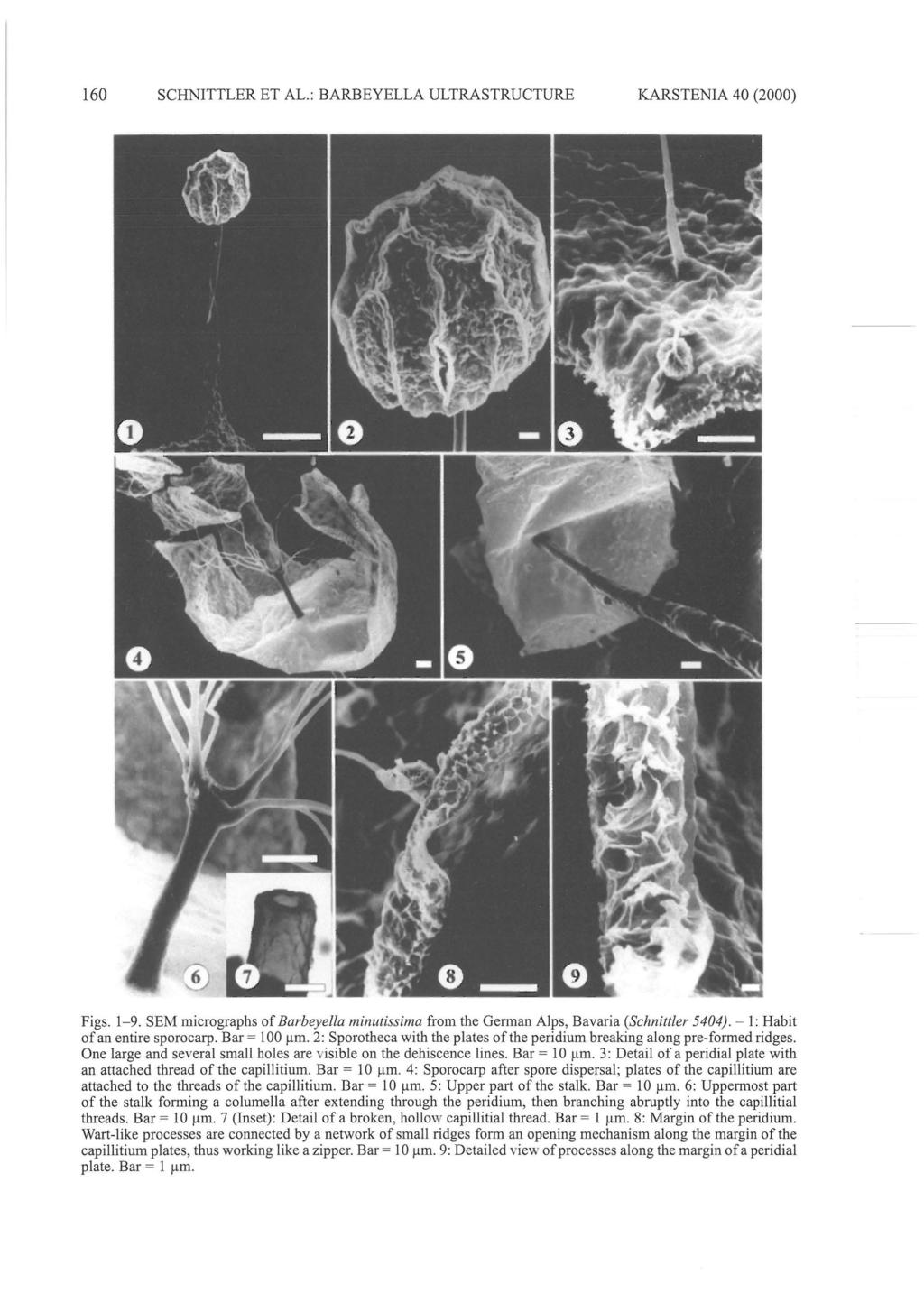 160 SCHNITTLER ET AL.: BARBEYELLA ULTRASTRUCTURE KARSTENIA 40 (2000) Figs. 1-9. SEM micrographs of Barbeyella minulissima from the German Alps, Bavaria (Schnilller 5404).