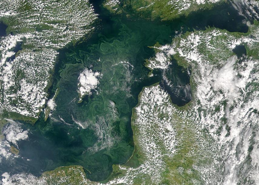 Bloom of Nodularia spumigena in the Baltic