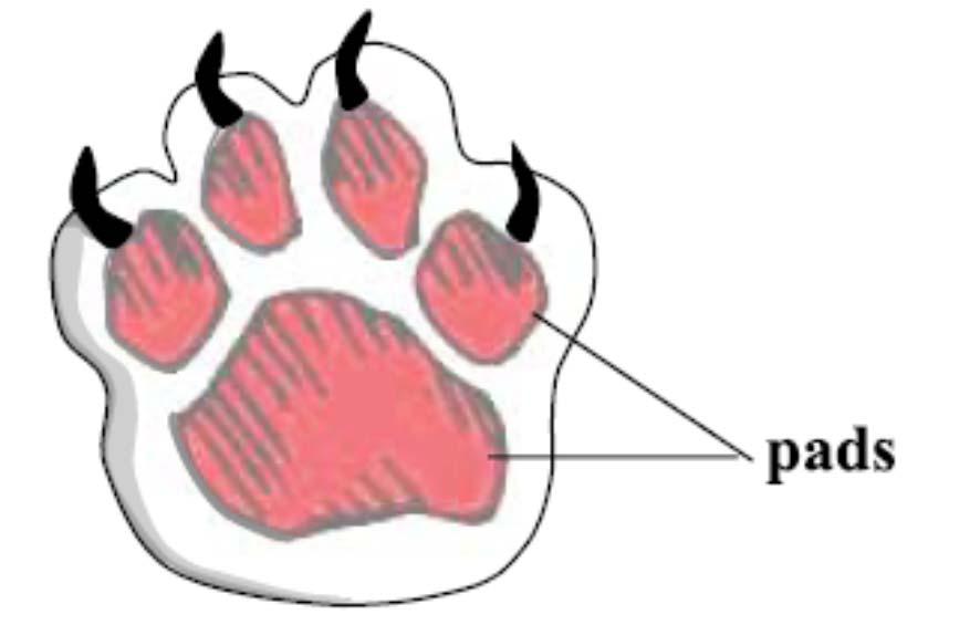 Q 99 Polar bears have thick footpads on the soles of their feet. How do these pads, shown below, benefit the bear? a. They help the bear to catch more seals. b. They help the bear climb trees to look for food.