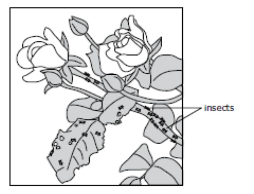 Q 25 Rebecca noticed that the leaves on her rose bushes were getting eaten by insects as shown in the picture below. Rebecca was planning to use insect spray to kill the insects.