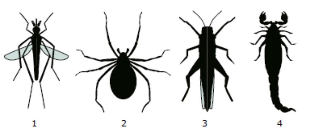 Q 49 Which of these are insects? a. 1 and 3 only b.
