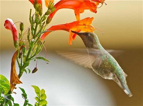 Q 50 Nectar is a sweet liquid that some flowering plants produce. A hummingbird drinks nectar from a flower. When a hummingbird drinks nectar, pollen from the flower sticks to the hummingbird s beak.